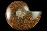 Polished Ammonite (Cleoniceras) Fossil - Madagascar #166665-1